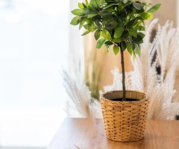 Boho Sienkiewicza Appartamento